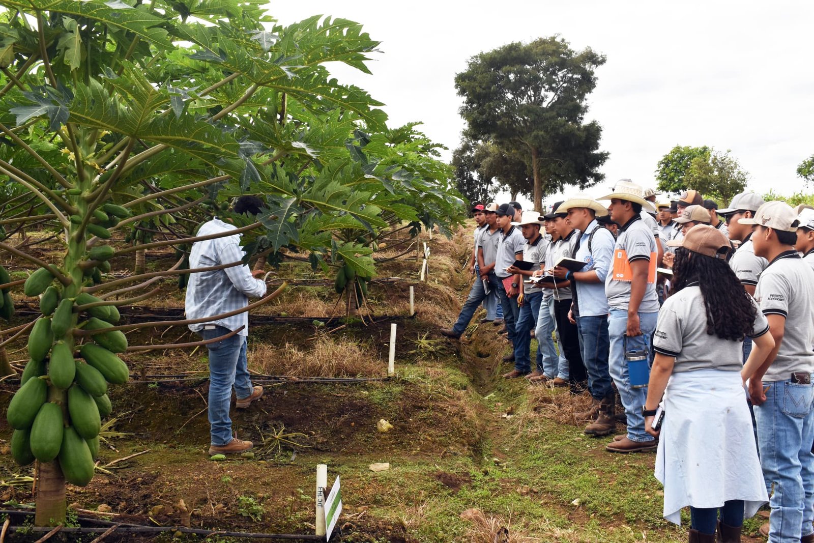 Perito Agrónomo ICAP 4